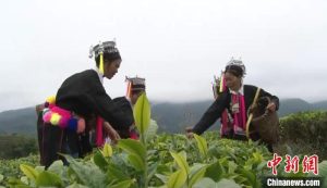 云茶曼松现货交易招商_云茶曼松数字化现货区分